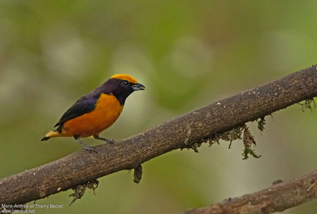 Orange-crowned Euphonia male