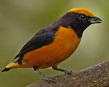 Orange-crowned Euphonia