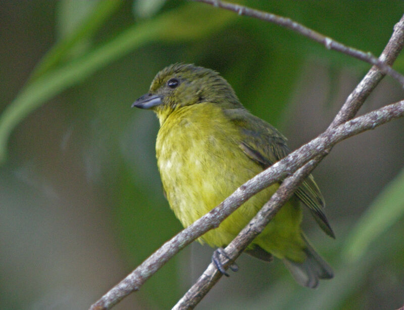 Yellow-crowned Euphonia female