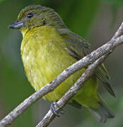 Yellow-crowned Euphonia