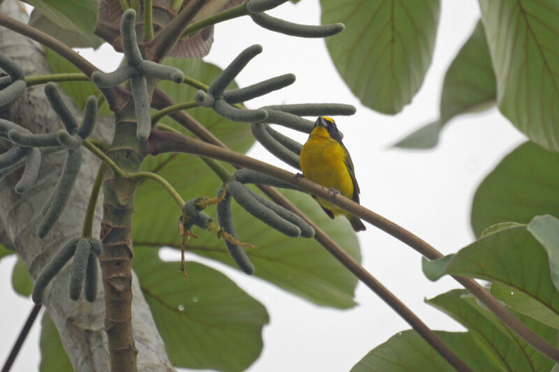 Yellow-crowned Euphonia male