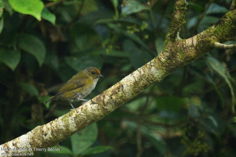 Tawny-capped Euphonia female adult, identification