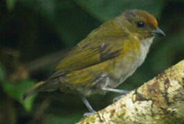 Tawny-capped Euphonia