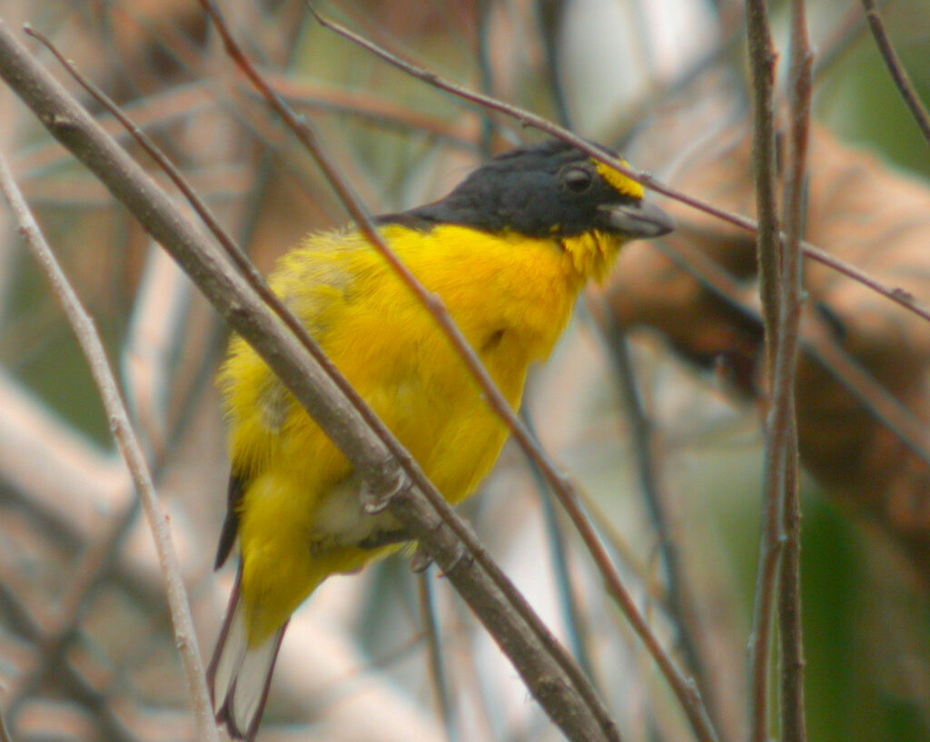 Yellow-throated Euphonia