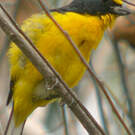 Organiste à gorge jaune