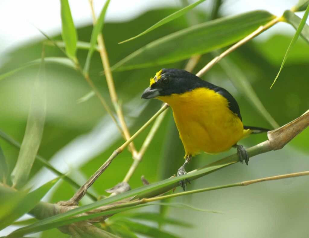 Yellow-throated Euphonia