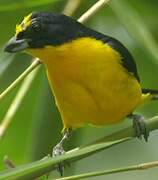 Yellow-throated Euphonia