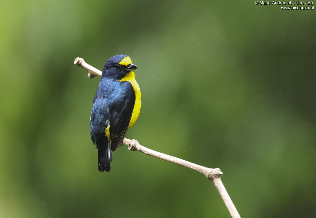 Organiste à gorge jaune mâle