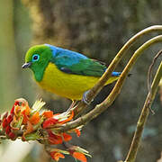 Blue-naped Chlorophonia