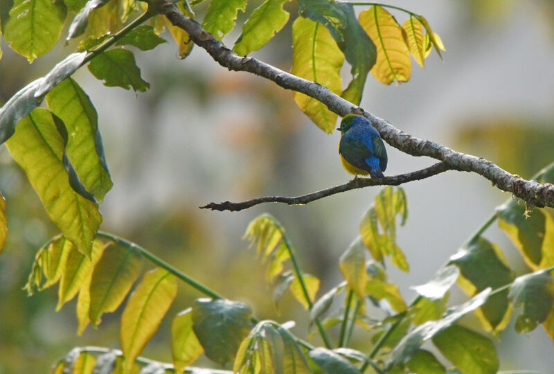 Organiste à nuque bleue