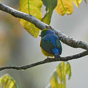 Organiste à nuque bleue