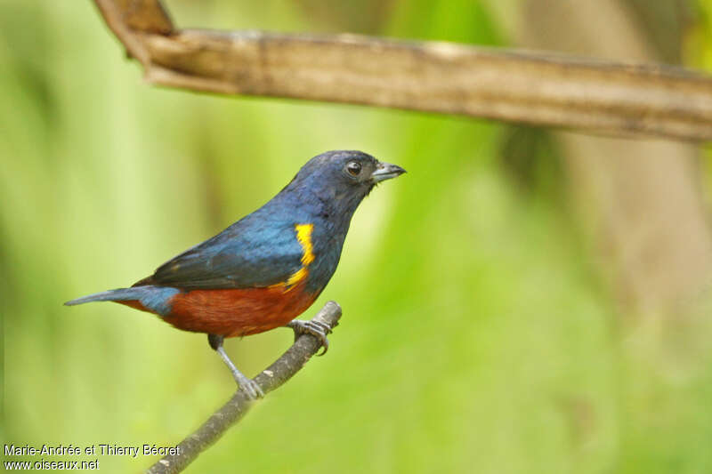 Chestnut-bellied Euphonia male adult, identification