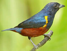 Chestnut-bellied Euphonia