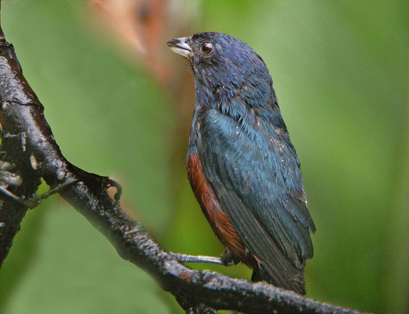 Chestnut-bellied Euphonia