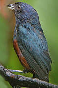 Chestnut-bellied Euphonia