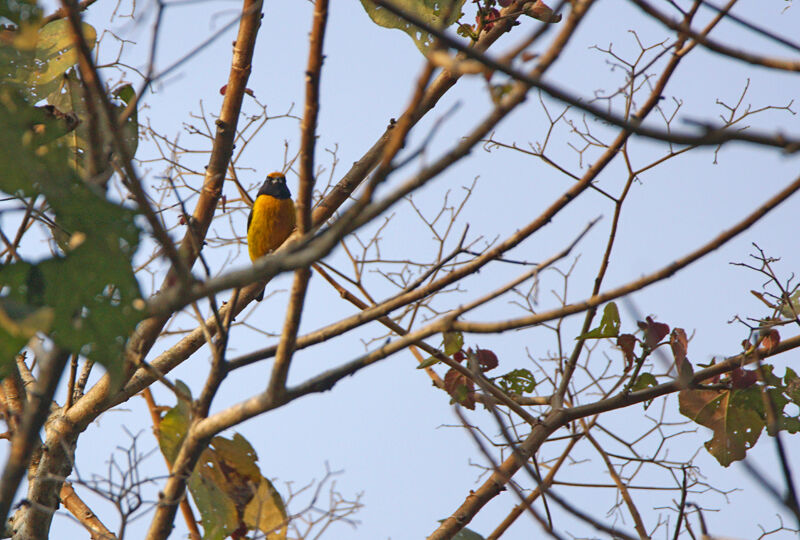 Orange-bellied Euphonia