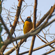 Orange-bellied Euphonia