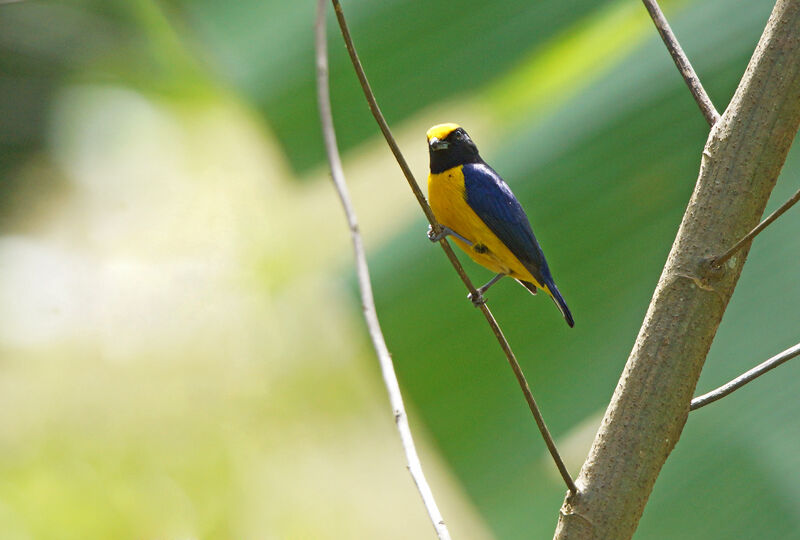 Orange-bellied Euphonia