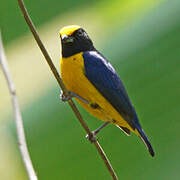 Orange-bellied Euphonia