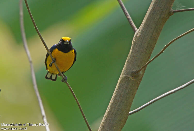 Orange-bellied Euphonia male adult, close-up portrait