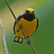 Orange-bellied Euphonia