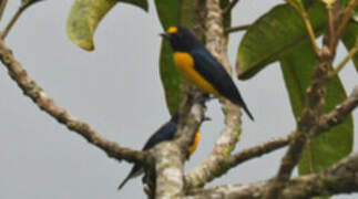 White-vented Euphonia