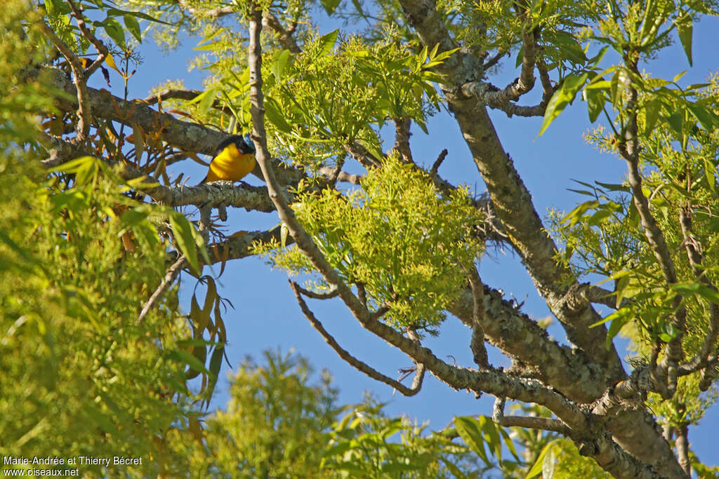 Golden-rumped Euphonia male adult, habitat