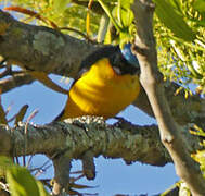 Golden-rumped Euphonia