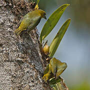 White-lored Euphonia