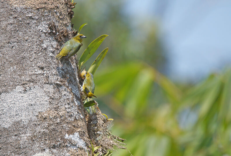 White-lored Euphonia, Behaviour