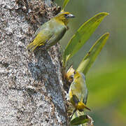 White-lored Euphonia