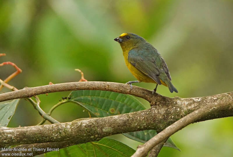 Bronze-green Euphonia male adult, identification