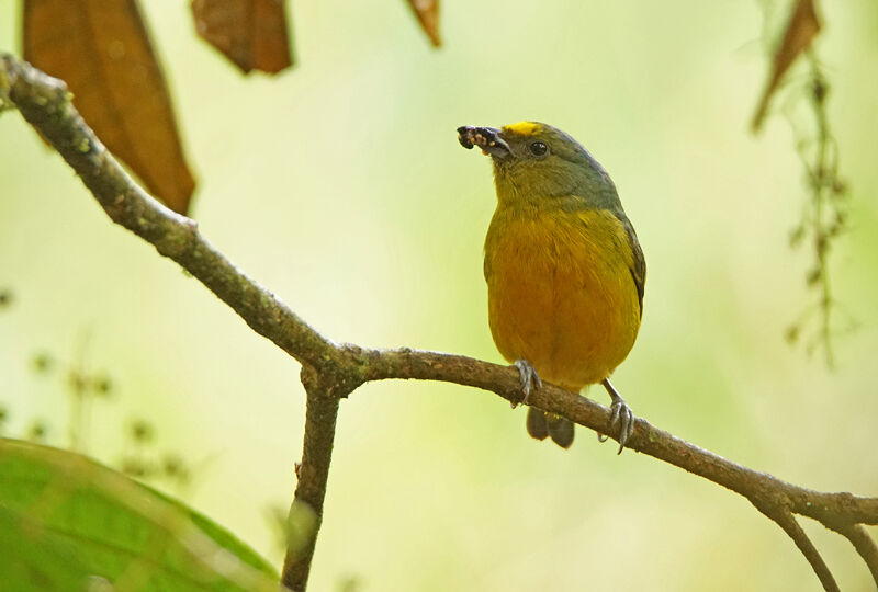 Bronze-green Euphonia male