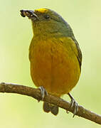 Bronze-green Euphonia