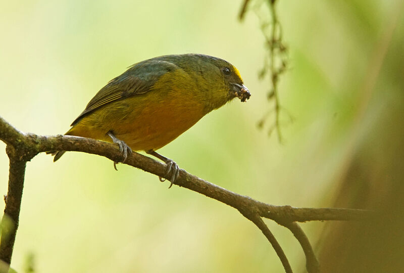 Bronze-green Euphonia male