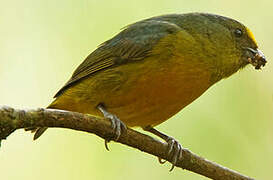 Bronze-green Euphonia