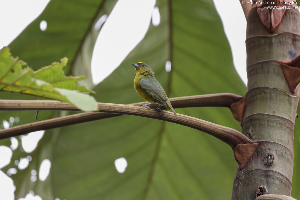 Bronze-green Euphonia