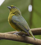 Bronze-green Euphonia