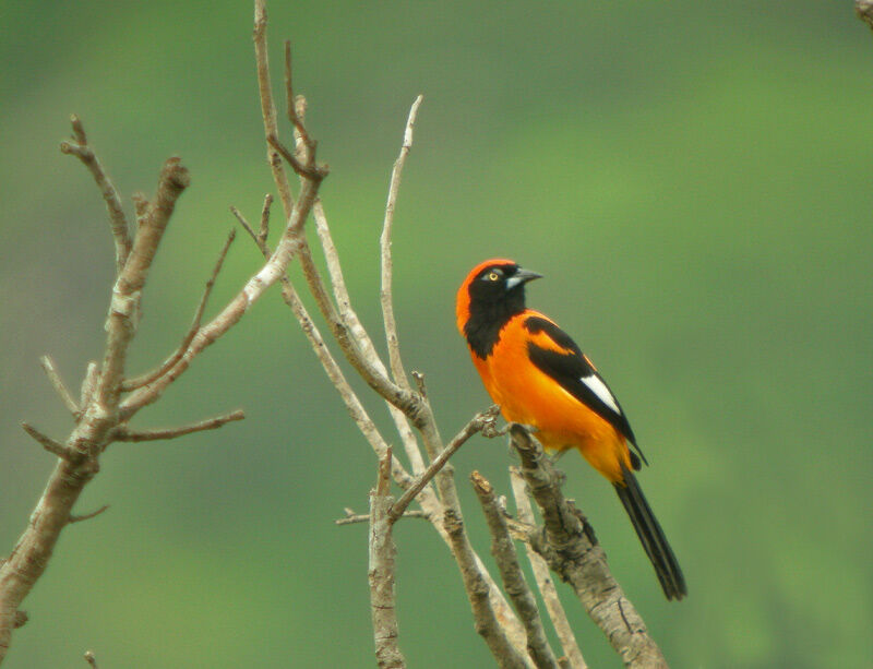 Oriole à dos orange