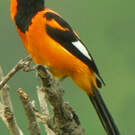 Oriole à dos orange