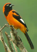 Orange-backed Troupial