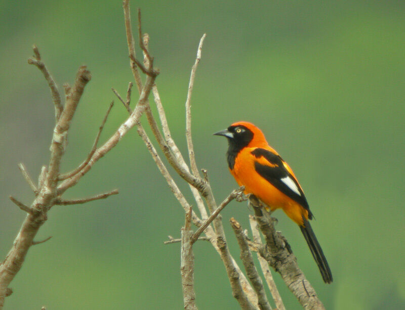 Oriole à dos orange