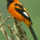 Oriole à dos orange