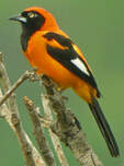 Oriole à dos orange