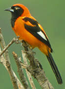 Oriole à dos orange