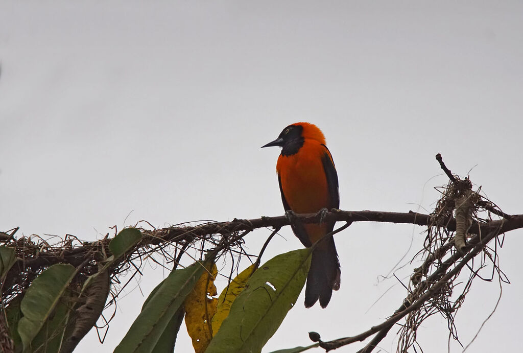 Orange-backed Troupial