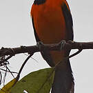 Oriole à dos orange
