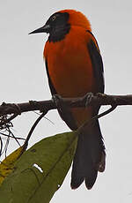 Oriole à dos orange