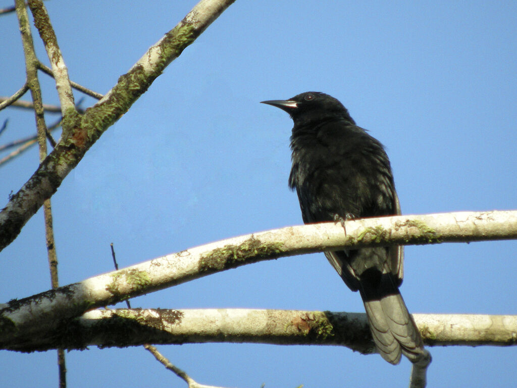 Epaulet Oriole