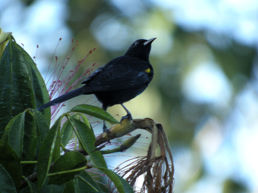 Oriole à épaulettes